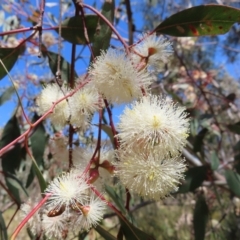 Eucalyptus blakelyi (Blakely's Red Gum) at Kambah, ACT - 28 Dec 2022 by MatthewFrawley