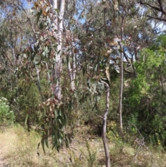Eucalyptus blakelyi at Mount Taylor - 28 Dec 2022