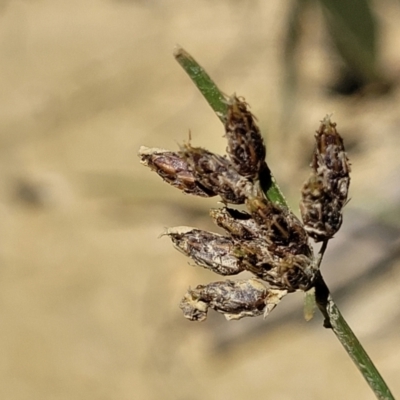 Fimbristylis dichotoma (A Sedge) at Nambucca State Forest - 28 Dec 2022 by trevorpreston