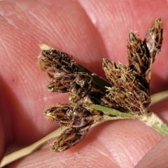 Fimbristylis dichotoma at Nambucca Heads, NSW - 28 Dec 2022