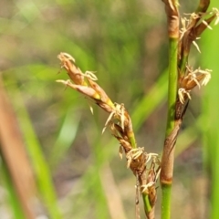 Lepidosperma laterale (Variable Sword Sedge) at Nambucca Heads, NSW - 28 Dec 2022 by trevorpreston