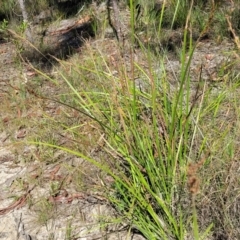 Lepidosperma laterale at Nambucca Heads, NSW - 28 Dec 2022 03:53 PM