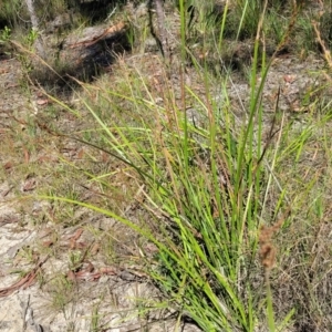 Lepidosperma laterale at Nambucca Heads, NSW - 28 Dec 2022 03:53 PM