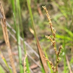 Lepidosperma laterale at Nambucca Heads, NSW - 28 Dec 2022 03:53 PM