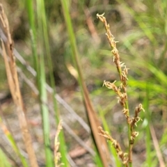 Lepidosperma laterale at Nambucca Heads, NSW - 28 Dec 2022