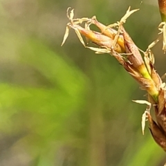 Lepidosperma laterale at Nambucca Heads, NSW - 28 Dec 2022