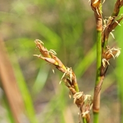 Lepidosperma laterale at Nambucca Heads, NSW - 28 Dec 2022