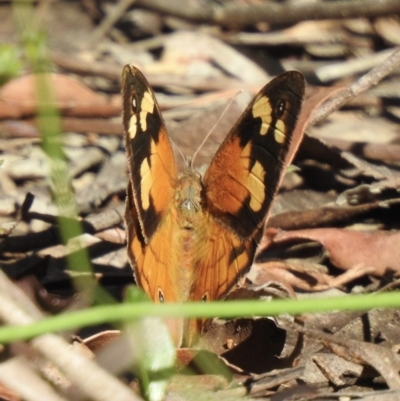 Heteronympha merope (Common Brown Butterfly) at Wingecarribee Local Government Area - 18 Dec 2022 by GlossyGal