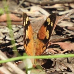 Heteronympha merope (Common Brown Butterfly) at High Range, NSW - 18 Dec 2022 by GlossyGal