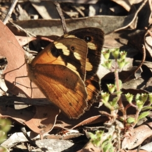 Heteronympha merope at High Range, NSW - 18 Dec 2022