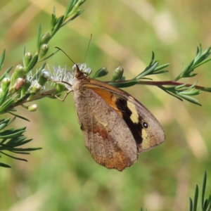 Heteronympha merope at Kambah, ACT - 28 Dec 2022 03:36 PM