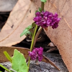 Unidentified Other Wildflower or Herb at Nambucca Heads, NSW - 28 Dec 2022 by trevorpreston