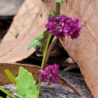 Unidentified Other Wildflower or Herb at Nambucca Heads, NSW - 28 Dec 2022 by trevorpreston