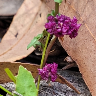 Lobelia sp. at Nambucca State Forest - 28 Dec 2022 by trevorpreston