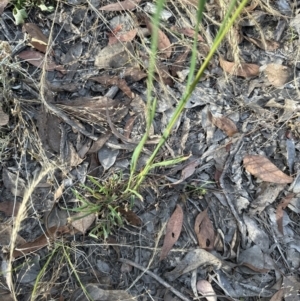 Dactylis glomerata at Cook, ACT - 28 Dec 2022