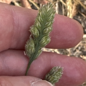 Dactylis glomerata at Cook, ACT - 28 Dec 2022