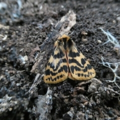 Ardices curvata at Curtin, ACT - 23 Sep 2022 06:55 PM