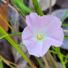 Polymeria calycina (Slender Bindweed) at Nambucca State Forest - 28 Dec 2022 by trevorpreston