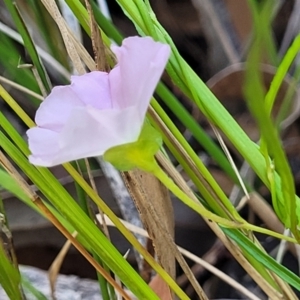 Polymeria calycina at Nambucca Heads, NSW - 28 Dec 2022