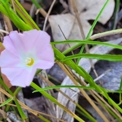 Polymeria calycina at Nambucca Heads, NSW - 28 Dec 2022 03:51 PM