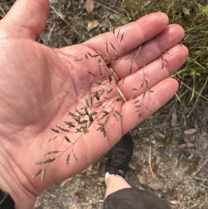 Eragrostis brownii at Cook, ACT - 28 Dec 2022 06:06 PM