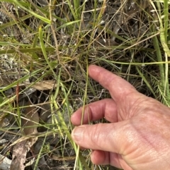 Eragrostis brownii at Cook, ACT - 28 Dec 2022 06:06 PM