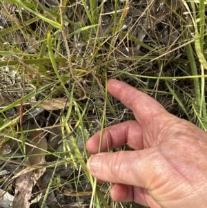 Eragrostis brownii at Cook, ACT - 28 Dec 2022