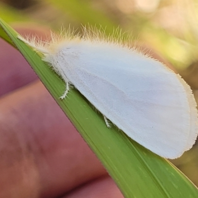 Unidentified Moth (Lepidoptera) at Nambucca State Forest - 28 Dec 2022 by trevorpreston
