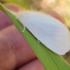 Acyphas (genus) at Nambucca Heads, NSW - 28 Dec 2022 03:50 PM
