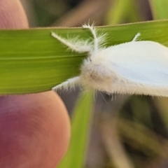 Acyphas (genus) at Nambucca Heads, NSW - 28 Dec 2022 03:50 PM