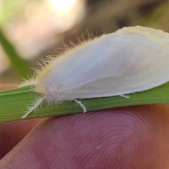 Acyphas (genus) at Nambucca Heads, NSW - 28 Dec 2022 03:50 PM