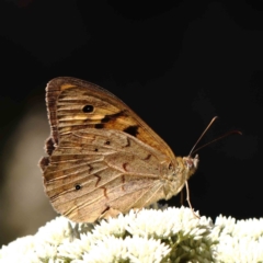 Heteronympha merope (Common Brown Butterfly) at O'Connor, ACT - 24 Dec 2022 by ConBoekel