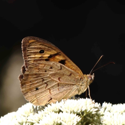 Heteronympha merope (Common Brown Butterfly) at Dryandra St Woodland - 23 Dec 2022 by ConBoekel