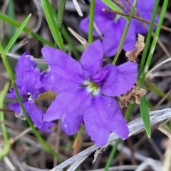 Dampiera stricta (Blue Dampiera) at Nambucca Heads, NSW - 28 Dec 2022 by trevorpreston