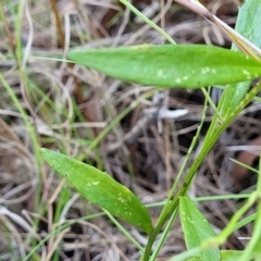 Dampiera stricta at Nambucca Heads, NSW - 28 Dec 2022