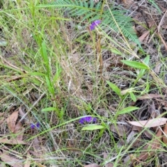 Dampiera stricta at Nambucca Heads, NSW - 28 Dec 2022 03:42 PM