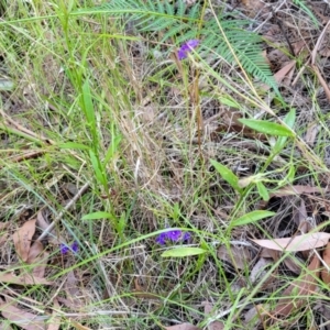 Dampiera stricta at Nambucca Heads, NSW - 28 Dec 2022