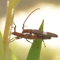 Syllitus grammicus (Longicorn or longhorn beetle) at Dryandra St Woodland - 23 Dec 2022 by ConBoekel
