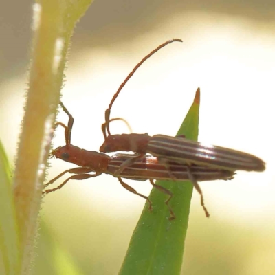 Syllitus grammicus (Longicorn or longhorn beetle) at O'Connor, ACT - 23 Dec 2022 by ConBoekel