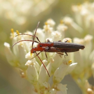 Syllitus grammicus at O'Connor, ACT - 24 Dec 2022 09:57 AM