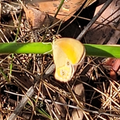 Hypocysta adiante (Orange Ringlet) at Nambucca Heads, NSW - 28 Dec 2022 by trevorpreston