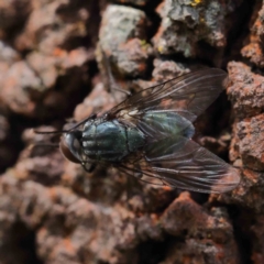 Unidentified Bristle Fly (Tachinidae) at O'Connor, ACT - 24 Dec 2022 by ConBoekel