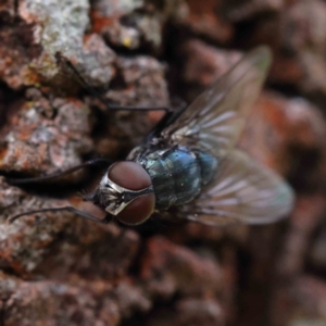 Chlorotachina sp. (genus) at O'Connor, ACT - 24 Dec 2022