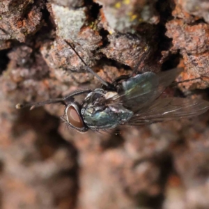 Chlorotachina sp. (genus) at O'Connor, ACT - 24 Dec 2022