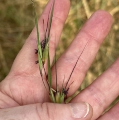 Themeda triandra (Kangaroo Grass) at Cook, ACT - 28 Dec 2022 by lbradley