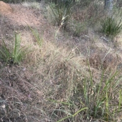 Themeda triandra at Cook, ACT - 28 Dec 2022 06:14 PM