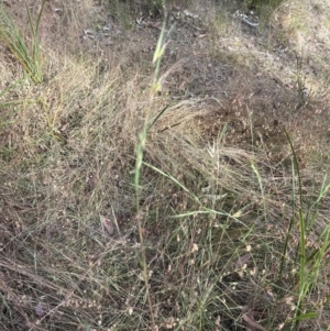 Themeda triandra at Cook, ACT - 28 Dec 2022 06:14 PM