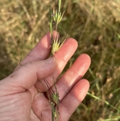 Themeda triandra at Cook, ACT - 28 Dec 2022