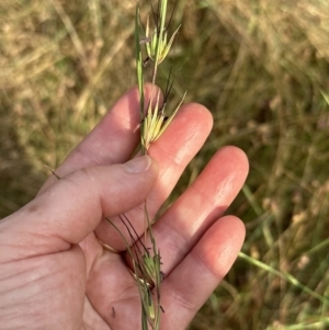 Themeda triandra at Cook, ACT - 28 Dec 2022 06:14 PM