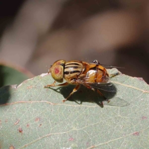 Eristalinus punctulatus at O'Connor, ACT - 24 Dec 2022